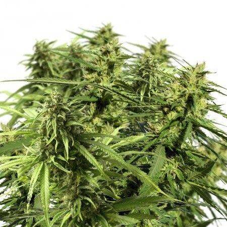 happy outdoor mix feminized cannabis seeds big 1