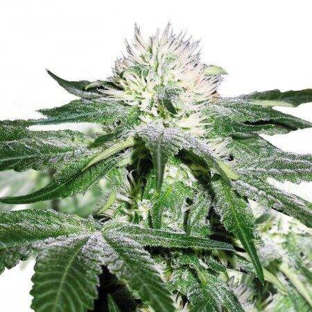 Misty Cannabis Seeds