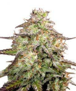 M.O.A.B – mother of all buds ® feminized