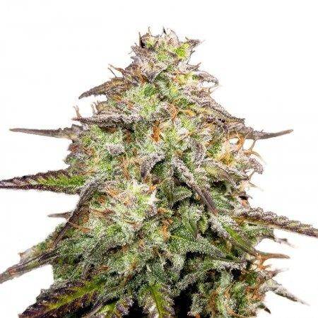 MOAB - Mother of All Buds Feminized Marijuana Seeds