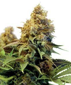 Northern lights xtrm ® Marijuana Seeds