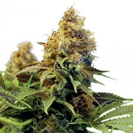 Northern Lights XTRM ® autoflower Marijuana Seeds