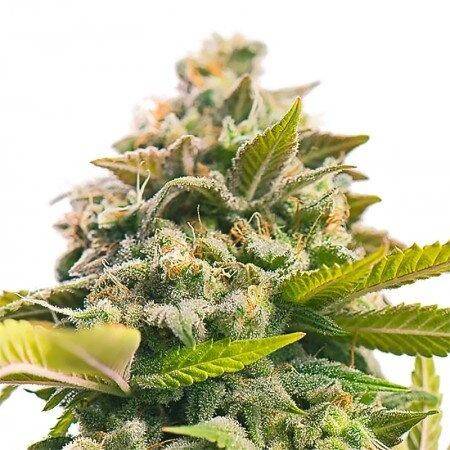 Pineapple Express Autoflower Cannabis Seeds