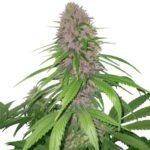 Purple Power XTRM autoflower Marijuana Seeds