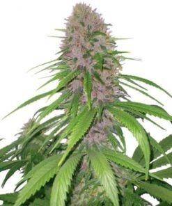 Purple XTRM feminized marijuana seeds