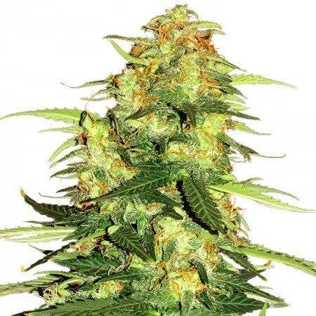 super nova regular cannabis seeds 1