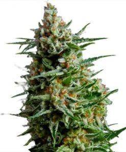 Super skunk Cannabis Seeds