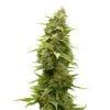 Afghan Feminized Cannabis Seeds Afghan Feminized Cannabis Seeds