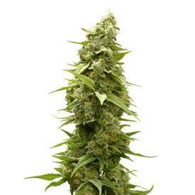 Afghan Marijuana Seeds