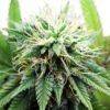 AK 47 XTRM marijuana seeds