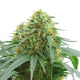 Buy AMS Supreme autoflower marijuana seeds