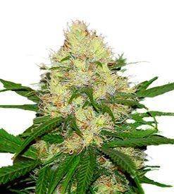 AMS Extreme feminized ® Marijuana Seeds