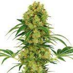 Big Bud Regular Seeds