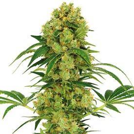 big bud regular marijuana seeds
