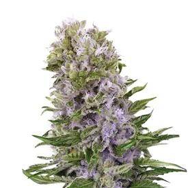Blueberry 420 autoflower Cannabis Seeds