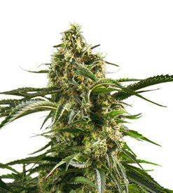 Bob Marley Marijuana Seeds