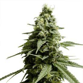 borderliner xtrm feminized cannabis seeds