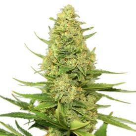 Afghani indica seeds from Amsterdam