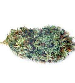CBDoc ® feminized marijuana seeds