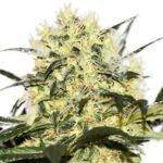 CBDoc ® feminized marijuana seeds