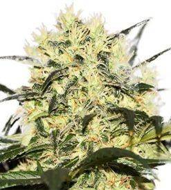 CBDoc ® feminized marijuana seeds