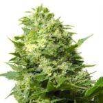 Cheese Autoflower Marijuana Seeds