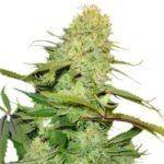 Cheese feminized cannabis seeds