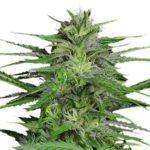 Chronic Autoflower Marijuana Seeds