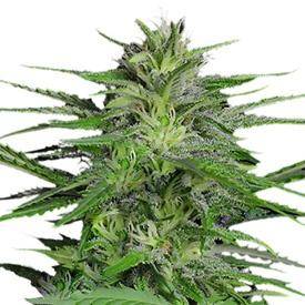 Chronic Autoflower Cannabis Seeds