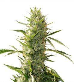 Girl Scout Cookies XTRM ® feminized