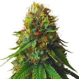 Green Crack Autoflower Marijuana Seeds