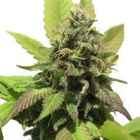 Habiba ® Marijuana Seeds