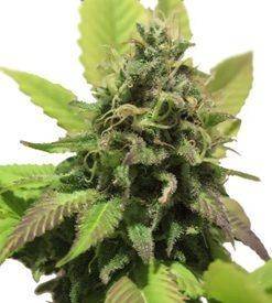Habiba ® autoflower Cannabis Seeds
