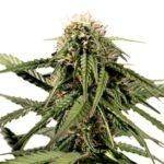 Haze regular weed seeds