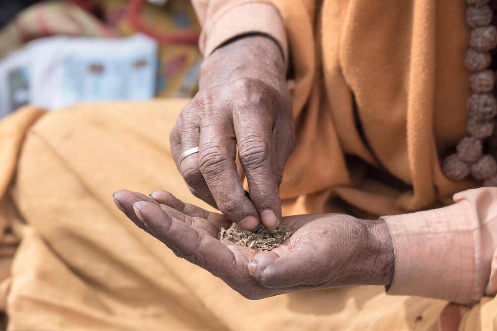 hindu-cannabis