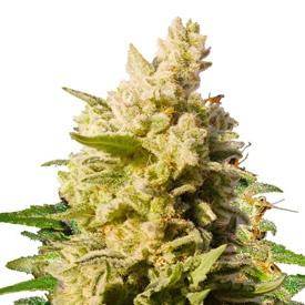 Jackberry Feminized Marijuana Seeds