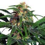 Light of jah ® feminized