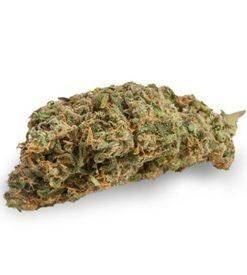 Light of Jah ® marijuana seeds