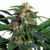Light of Jah seeds