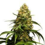 Super skunk autoflower Marijuana Seeds