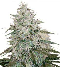 White queen Marijuana Seeds