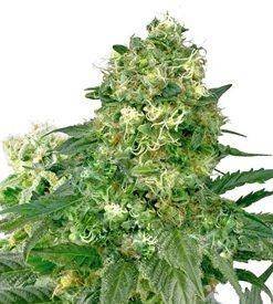 White widow xtrm ® autoflower Marijuana Seeds
