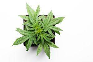cannabis micro cultivation