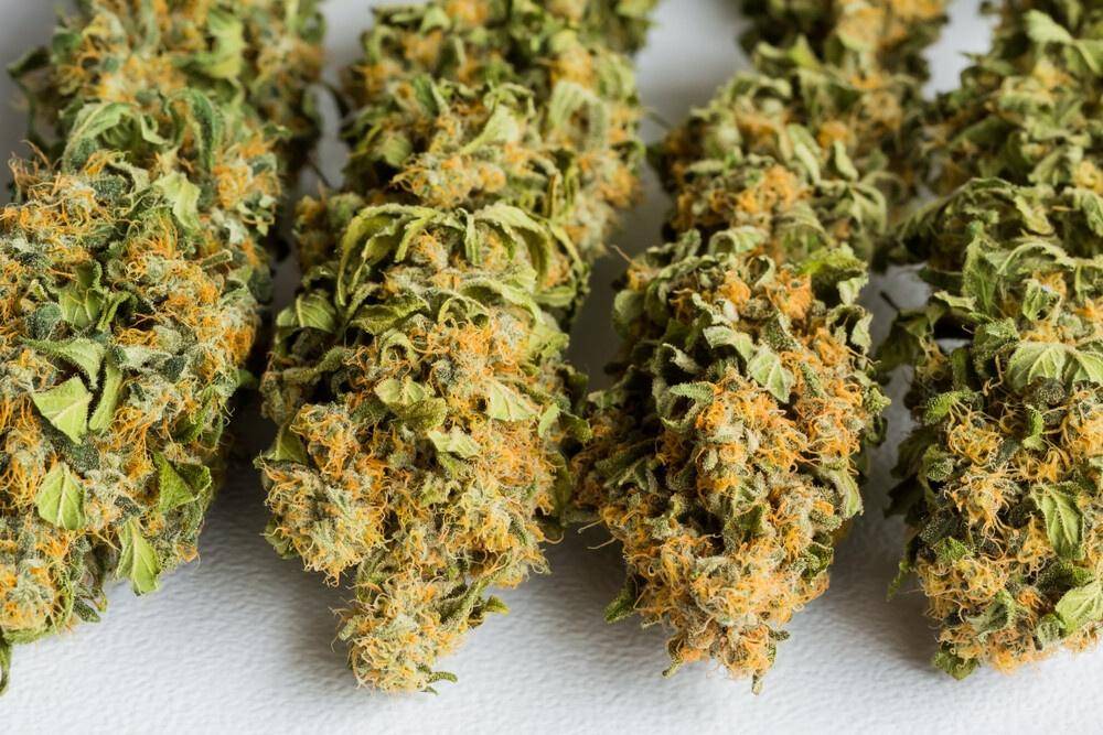 curing cannabis buds