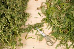 cutting cannabis tops