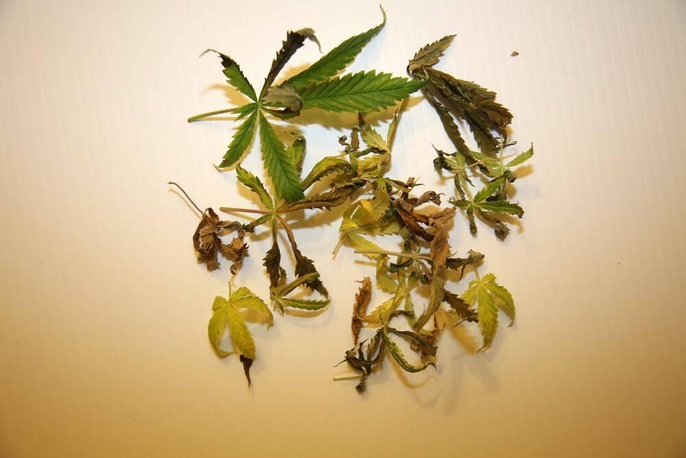Dead marijuana leaves