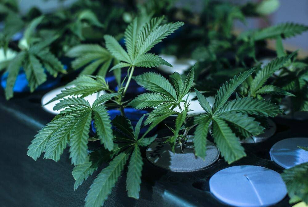 feminized cannabis plant