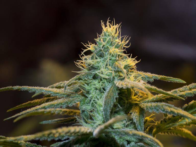 feminized-cannabis-plant