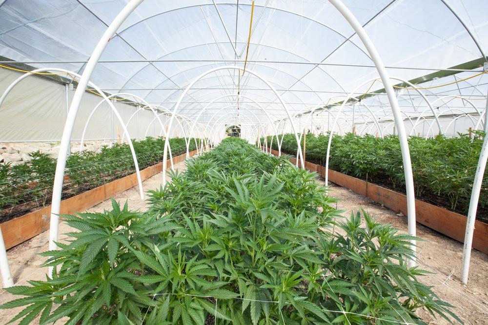growing weed commercial operation