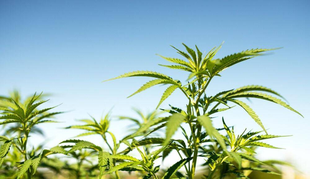 Cannabis Seeds Uk Just Like Hollywood Stars